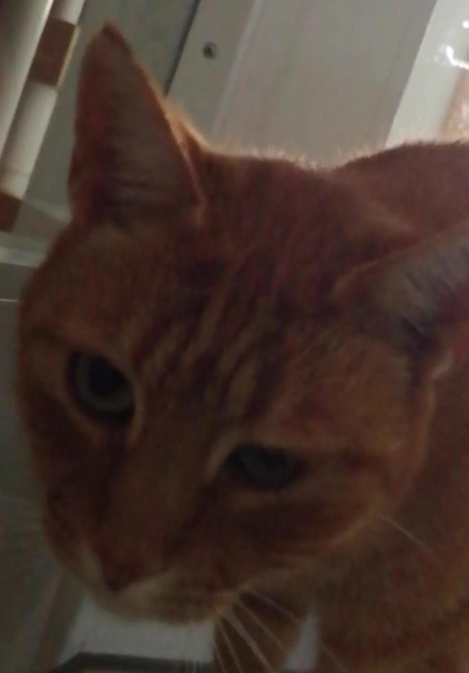 Was Ist Mit Meiner Katze Auge Gesundheit Und Medizin Tiere Krankheit