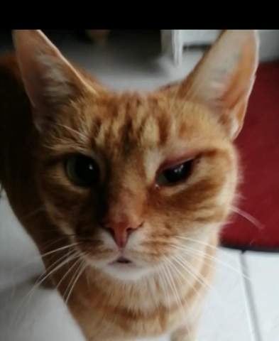 was ist mit meiner katze auge gesundheit und medizin tiere krankheit