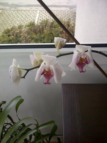 Orchidee 2 - (Pflege, Pflanzen, Blumen)