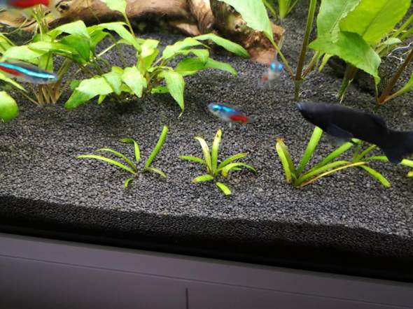 Was ist mit Pflanzen? Ist es normal? (Fische, Aquarium, Aquaristik)