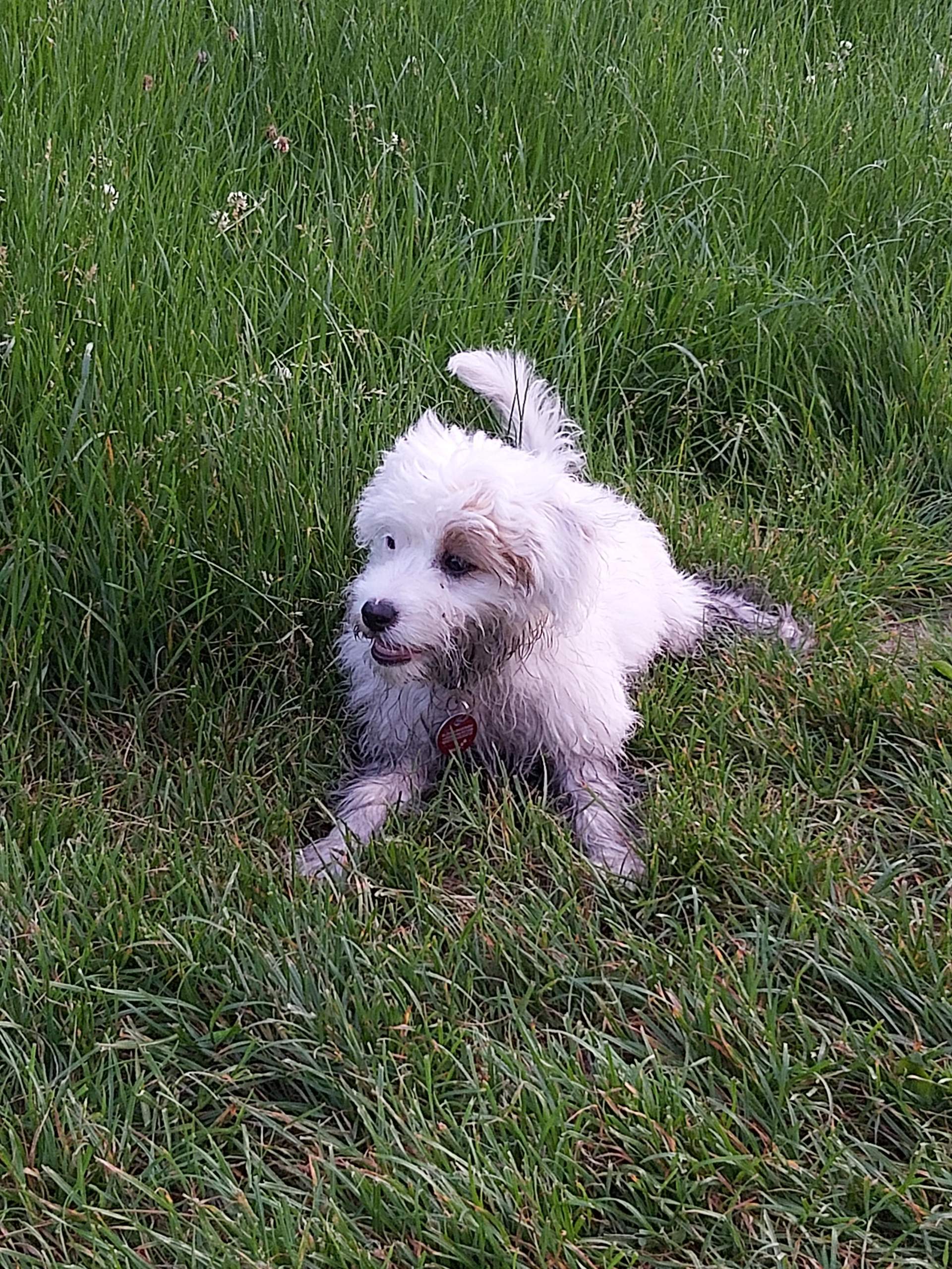Was ist sie für ein Mischling? (Hund, Haustiere, Hunderasse)