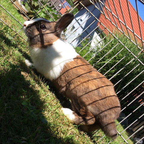 Mein Kaninchen Streusel - (Kaninchen, weiß, braun)