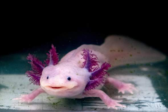 Was ist so besonders an Axolotln?