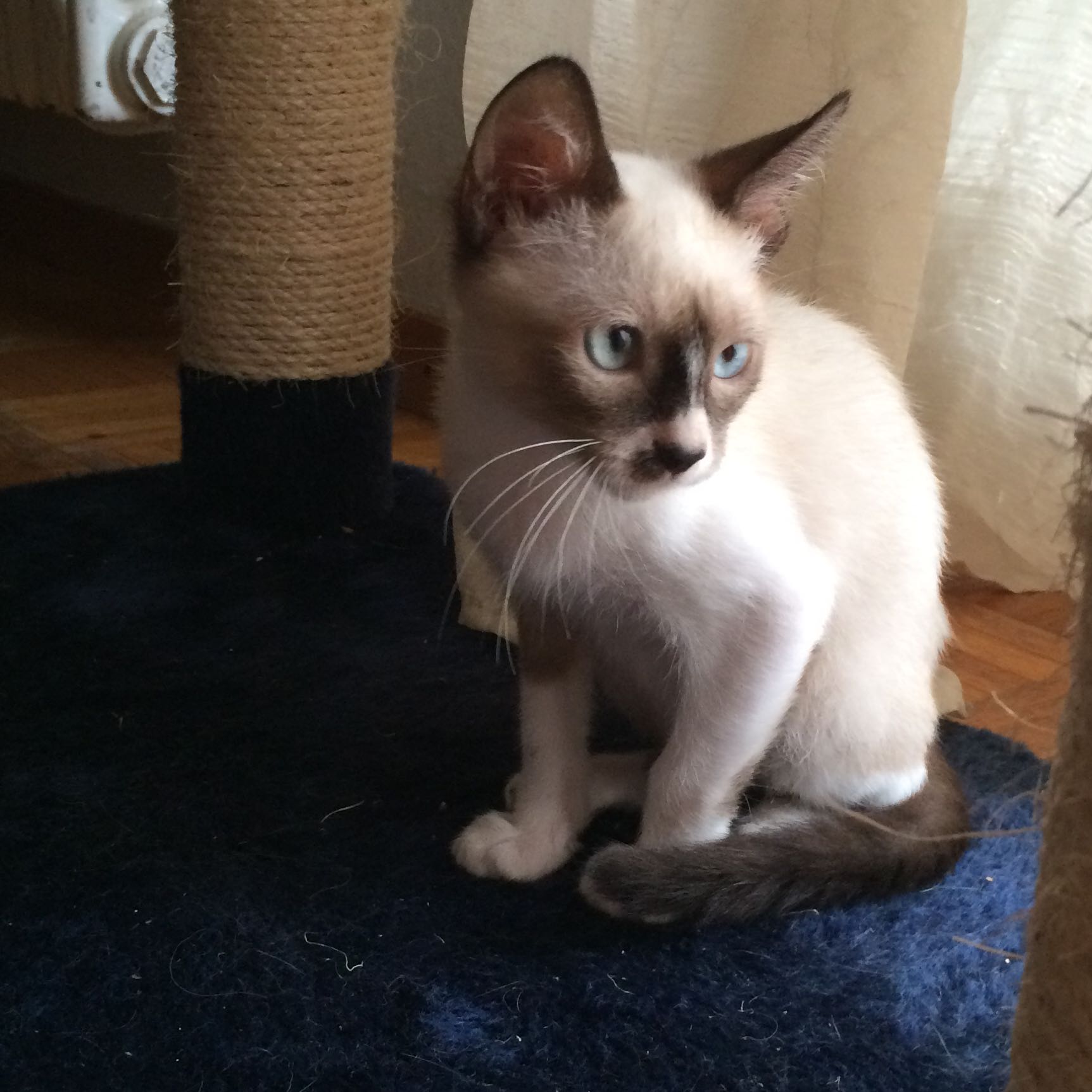 Katze Rasse Katze Rasse