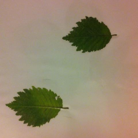 was ist das für ein Blatt? - (Pflanzen, Natur, Blaetter)