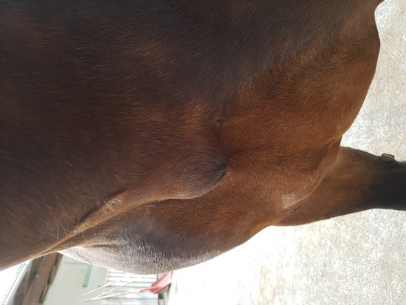 was kann das sein grosse beule beim pferd gesundheit pferde schwellung