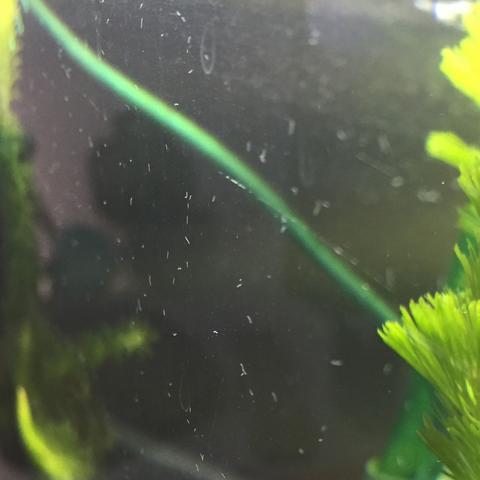 Was Kann Das Sein Wie Bekomme Ich Es Weg Hilfe Aquarium Plage Was Kann Das Sein Wie Bekomme Ich Es Weg Hilfe Aquarium Plage