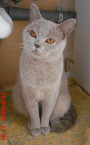 starkem haarausfall bei bkh katze tun