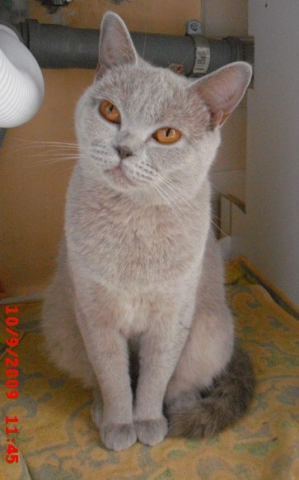 starkem haarausfall bei bkh katze tun