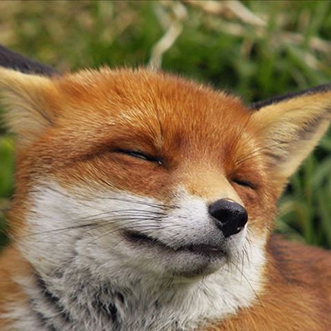 Makeup And Age Fox Painting Watercolor Fox Watercolor Fox Painting