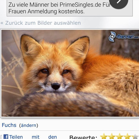 Was Kann Ich Fur Ein Hintergrund Zum Fuchs Malen Langeweile