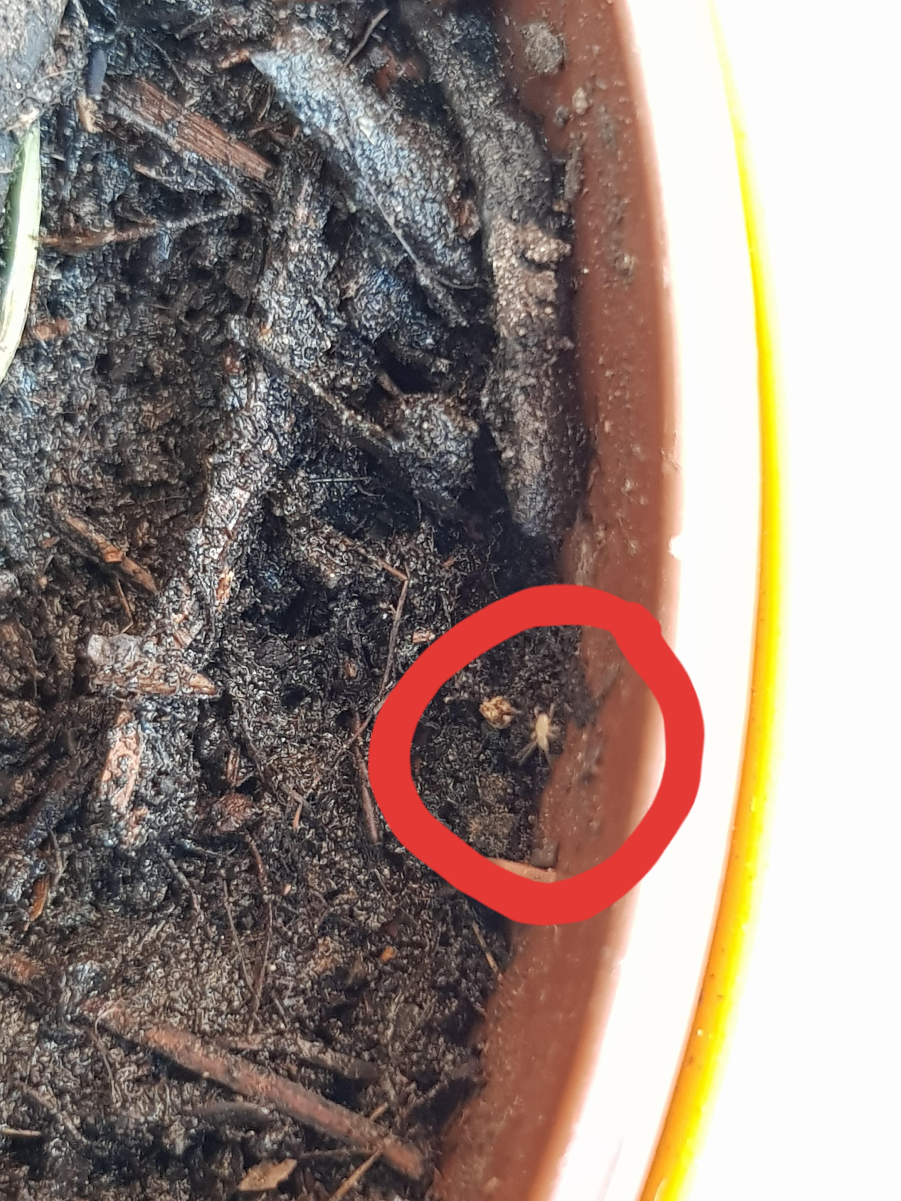 Was kann ich gegen die Schädlinge tun? (Spinnen, Zimmerpflanzen, Blumenerde) Was kann ich gegen die Schädlinge tun? (Spinnen, Zimmerpflanzen, Blumenerde)