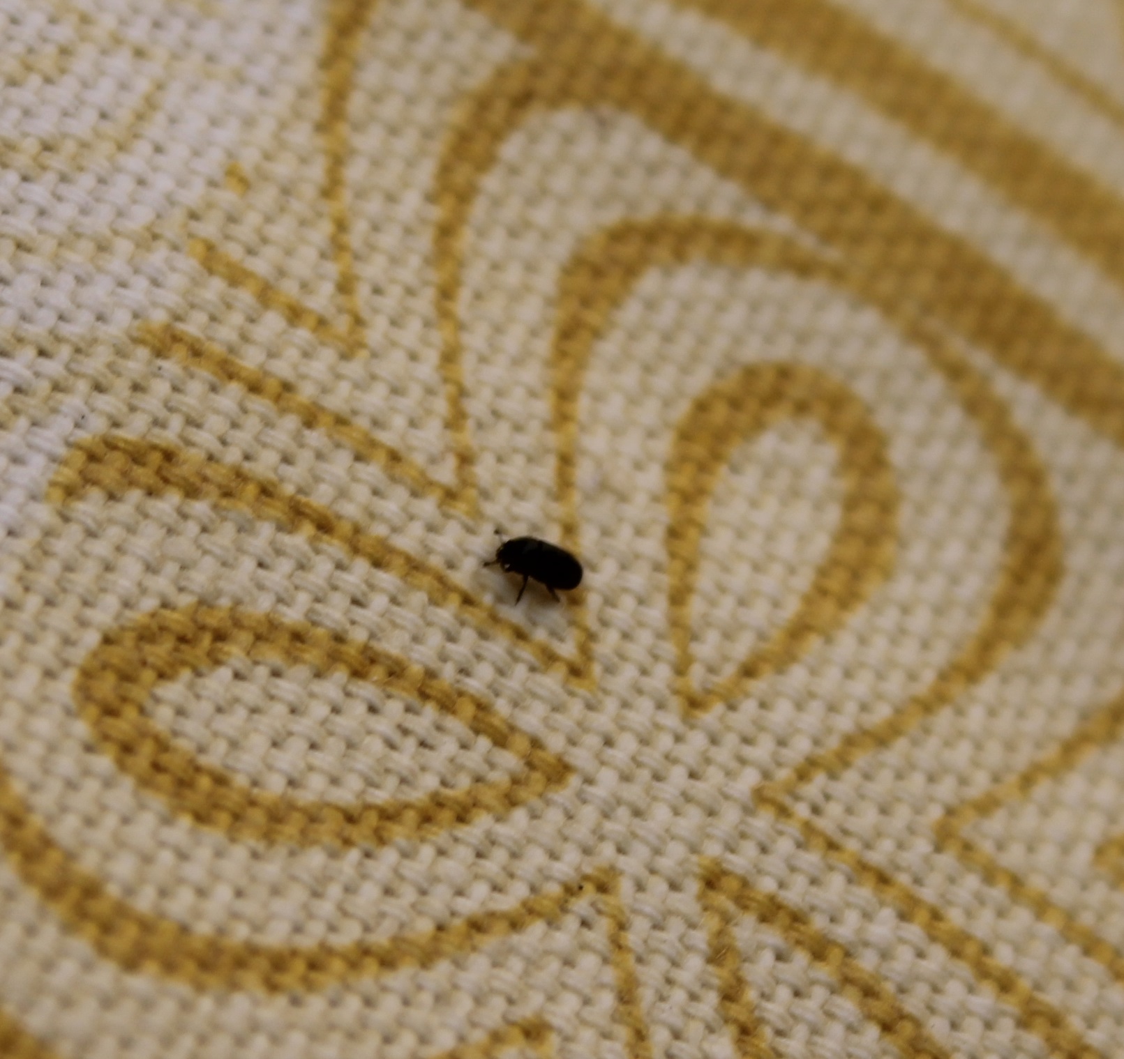 Was kann ich gegen diese kleinen schwarzen Fliegen im