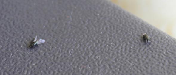 Was Kann Ich Gegen Diese Kleinen Schwarzen Fliegen Im Garten Tun Schadlinge