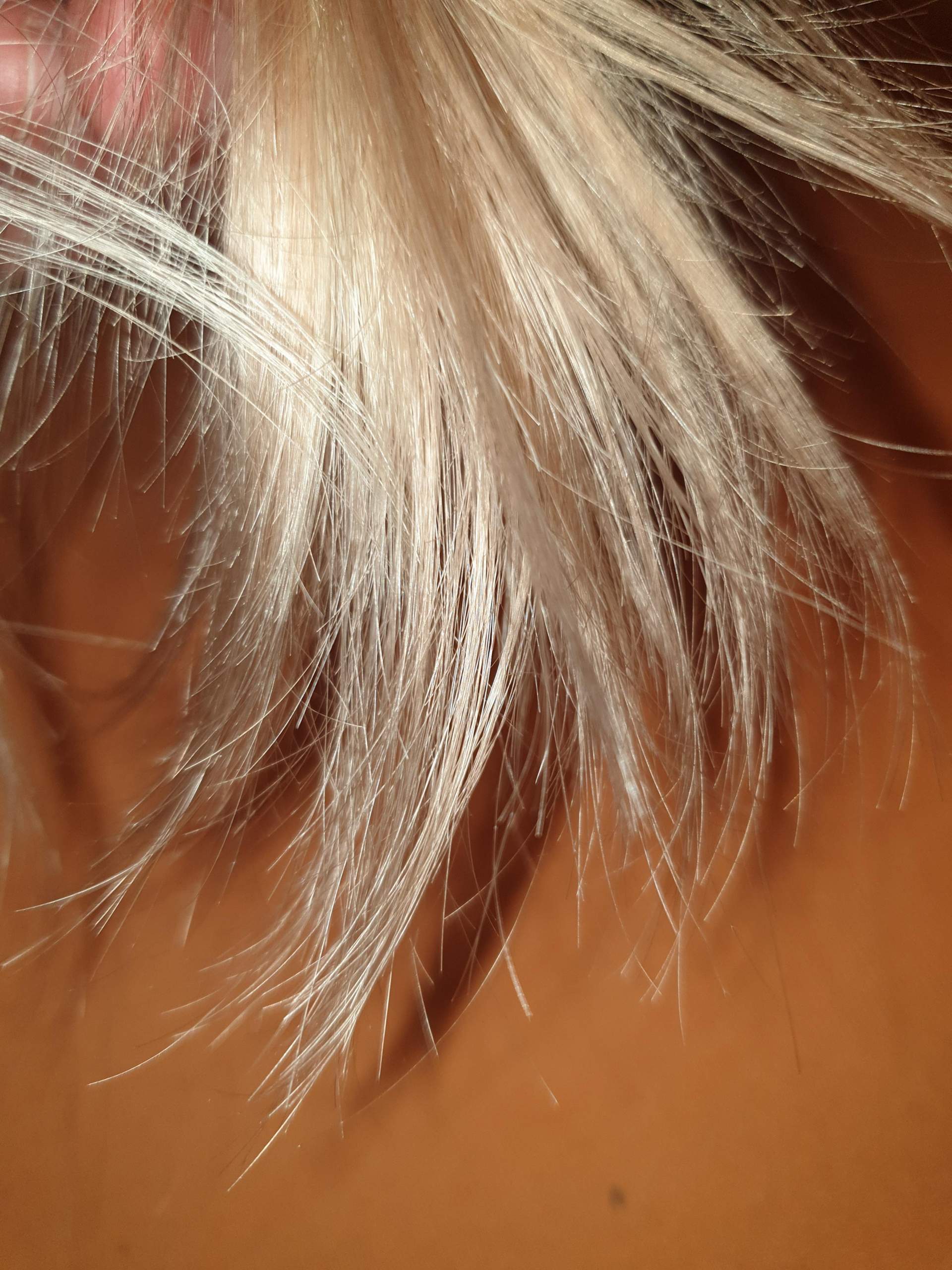 Was kann ich gegen meine trockene Haarspitzen machen? (Haarpflege, Spliss)