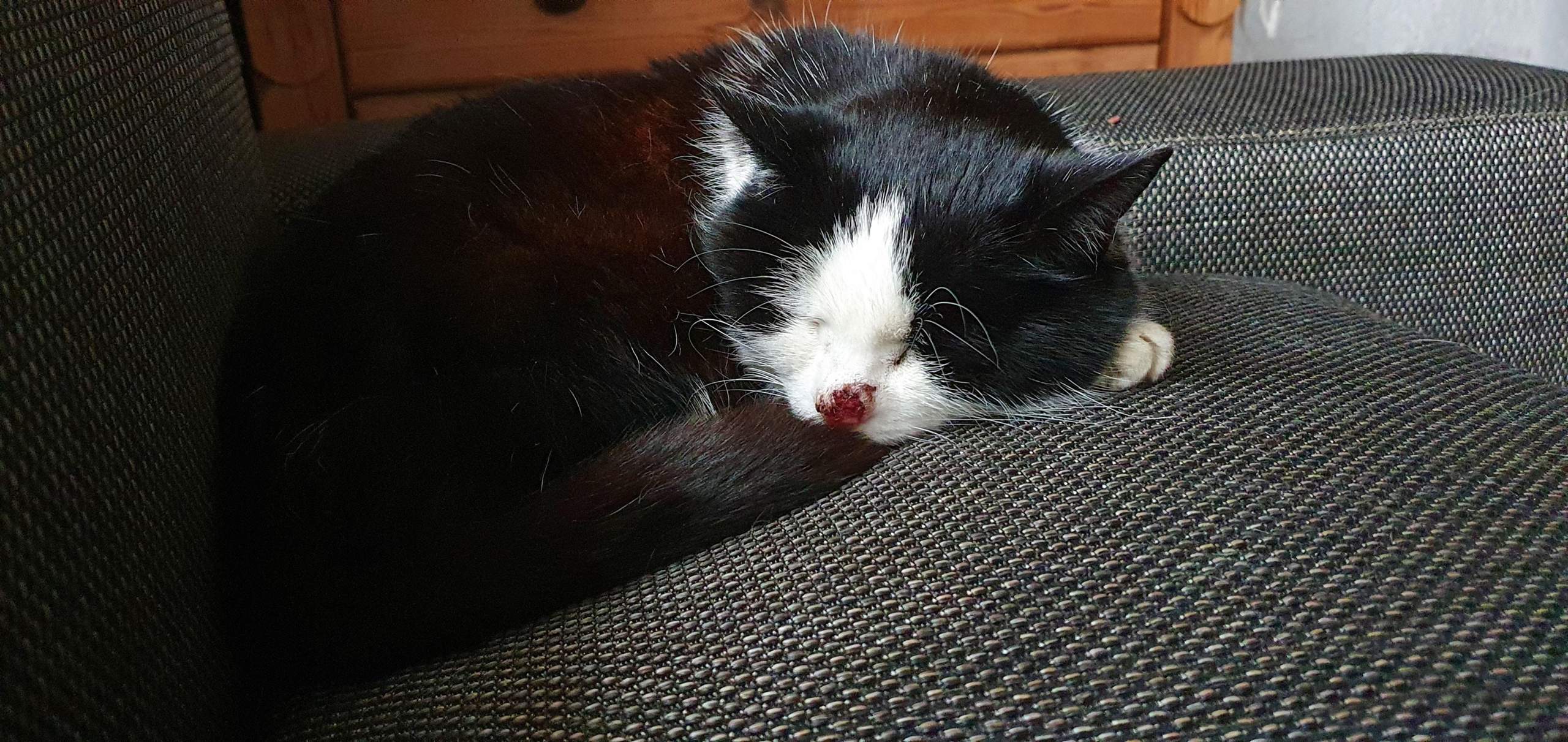 Was Kann Man Machen Wenn Katzen überall Hinpinkeln Was kann ich machen? (Katze, Wunde, Tiermedizin)