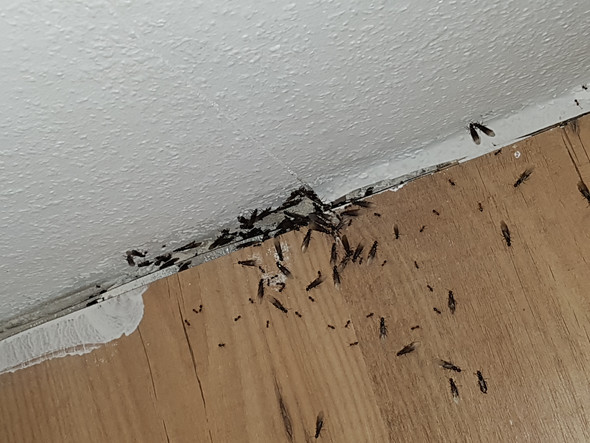 Was Kann Ich Machen Bei Extremen Ameisen Befall Der Wohnung