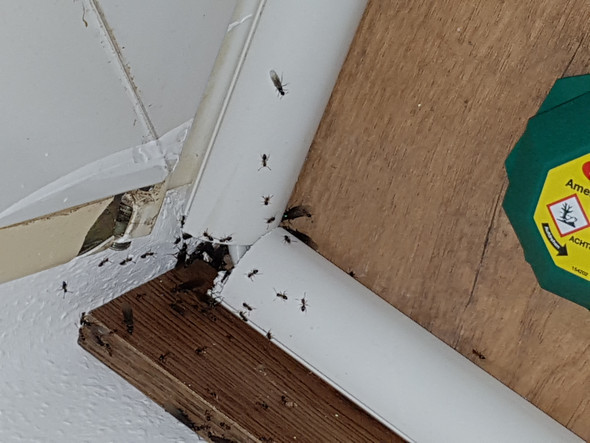Was Kann Ich Machen Bei Extremen Ameisen Befall Der Wohnung