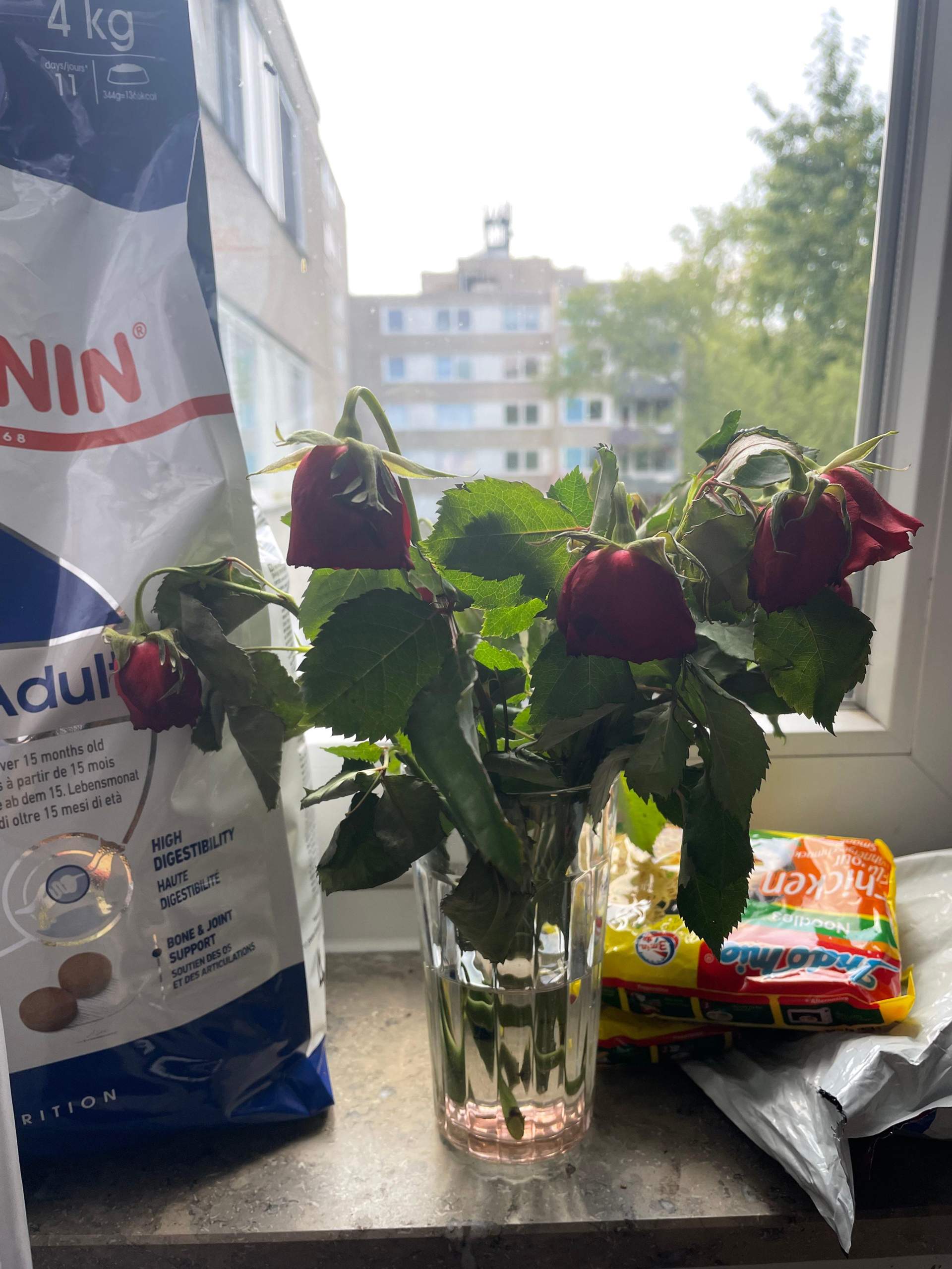 Was kann ich machen, damit meine nächsten Rosen nicht so aussehen
