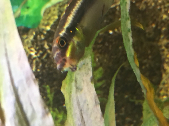Was kann ich machen wenn mein Fisch eine Maulsperre hat? (Krankheit