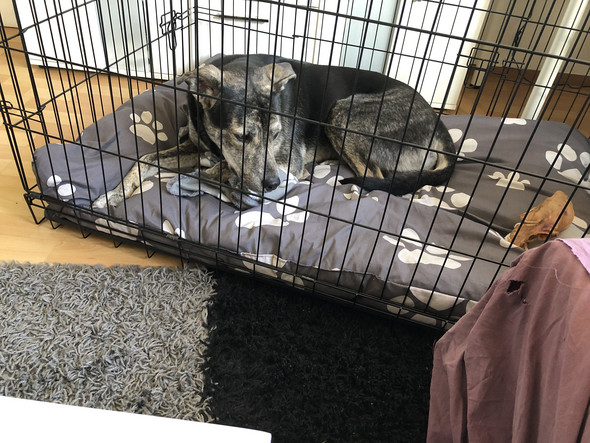 - (Hund, Haustiere, hund auf arbeit)