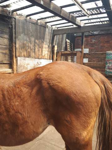 Was Kann Ich Pflegebeteiligung Gegen Diese Delle Machen Pferde Training Pony