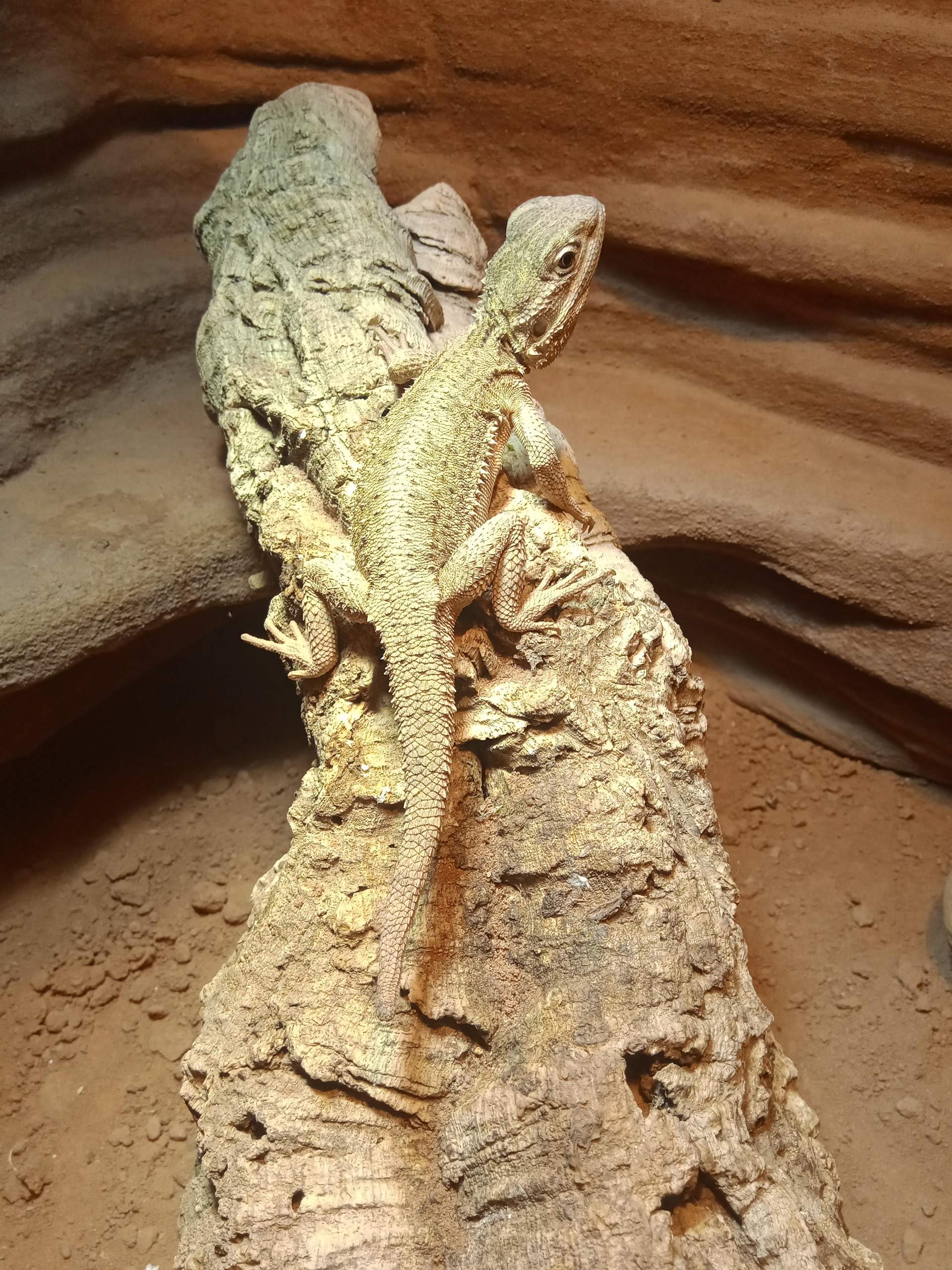 Was kann ich tun damit meine Bartagame zunimmt und gesünder wird ... - 0 Full Was kann ich tun damit meine Bartagame zunimmt und gesünder wird ... - 0 Full