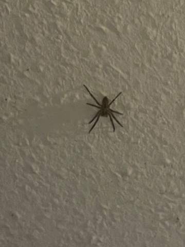 Was kann ich tun, damit diese Spinne überlebt?