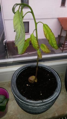 Meine Pflanze - (Avocado, umtopfen, Blätter hängen)