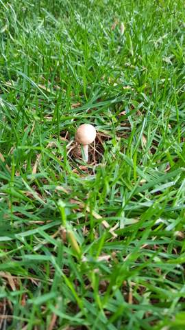 Was kann man gegen einen wiederkehrenden Kreis Pilze im Rasen machen?