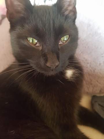 Was Kann Meine Katze Nur Haben Haustiere Katzen Artgerechte