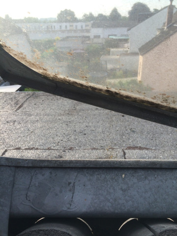 Blick aus dem Dachbodenfenster - (Vögel, Dach, Marder)