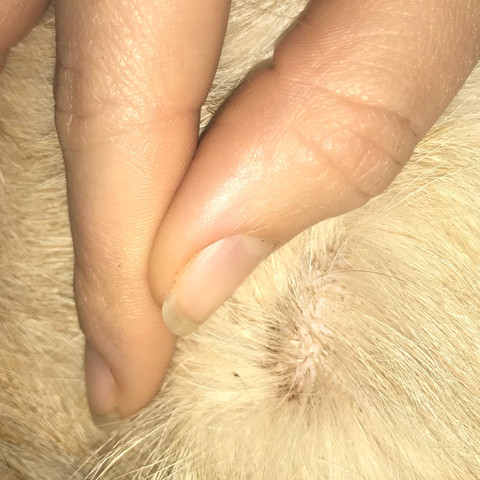 was konnen diese immer mehr werdenden kahlen stellen sein gesundheit und medizin hund fell