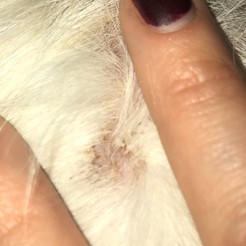 was konnen diese immer mehr werdenden kahlen stellen sein gesundheit und medizin hund fell