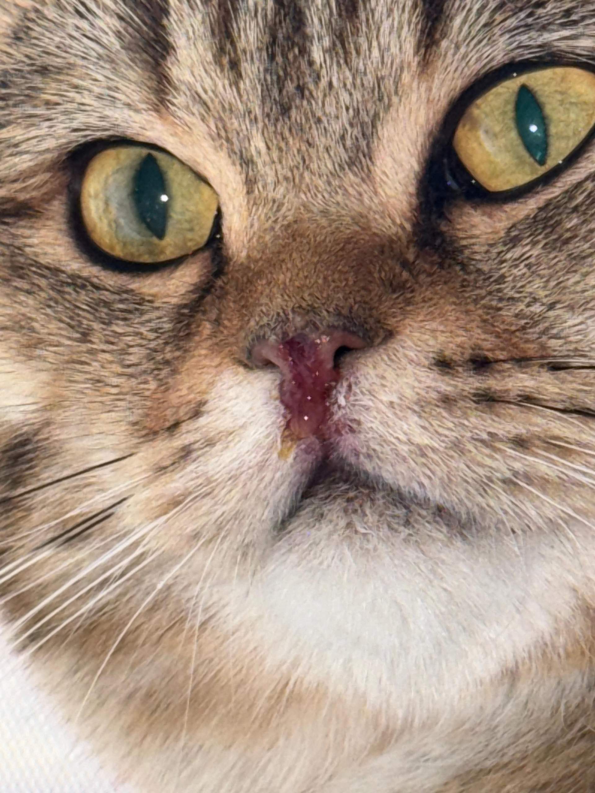 Was könnte das an der Nase meiner Katze sein? (Entzündung, Tierarzt
