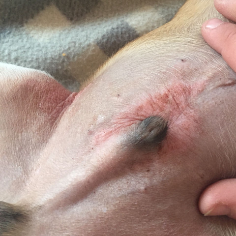 Hund Ausschlag Bauch