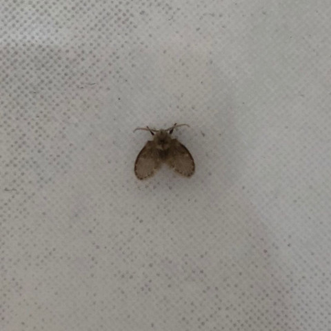 Was könnte das für ein Insekt sein? Fliege/ Minimotte?