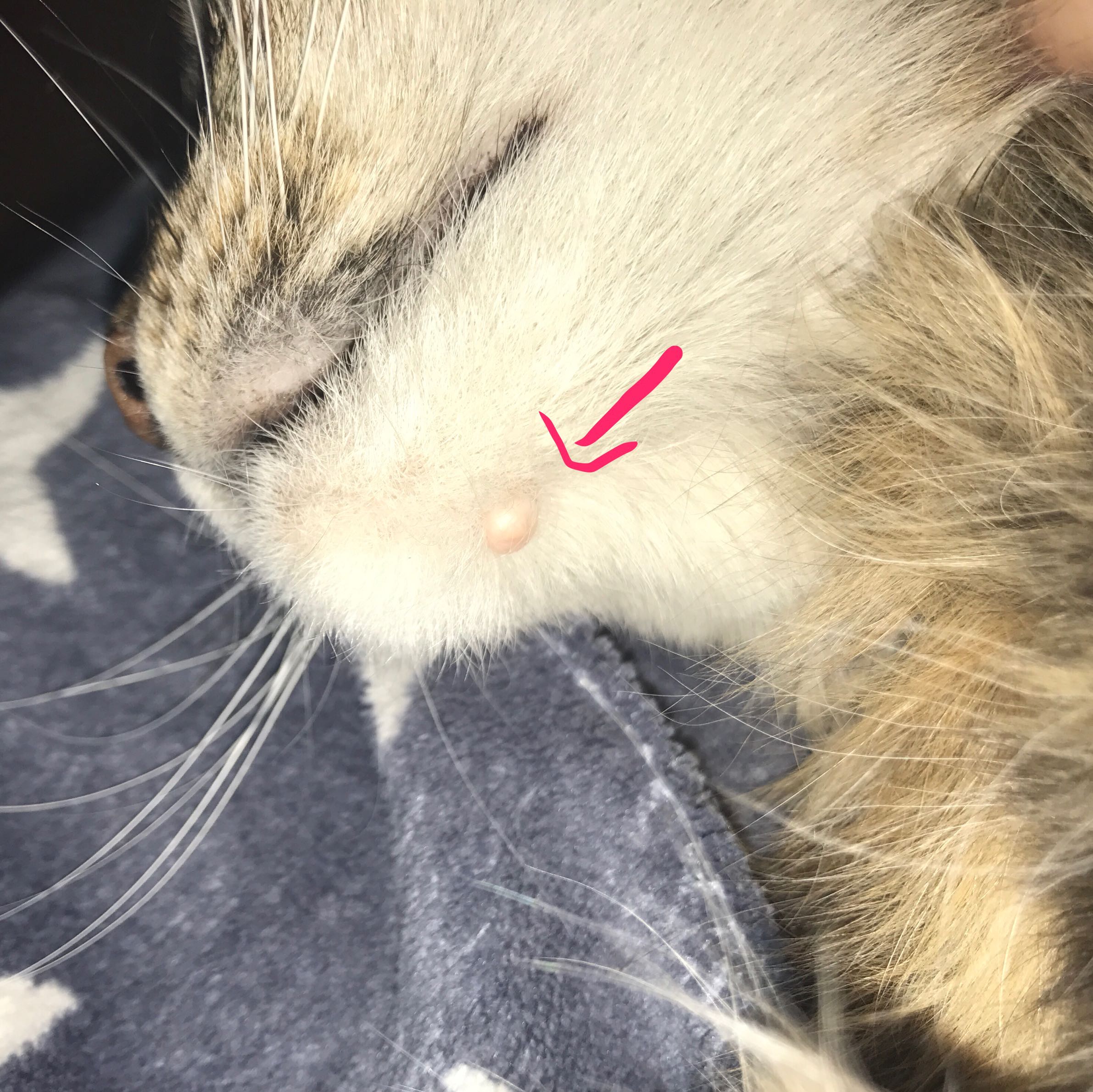 was konnte das fur ein knubbel sein katze ungewohnlich