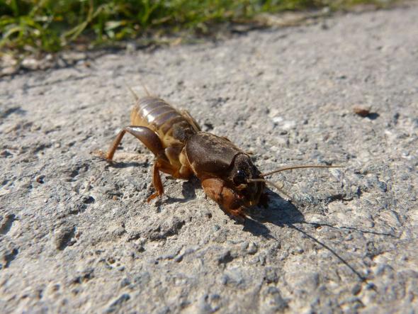 Was ist das? - (Tiere, Insekten)