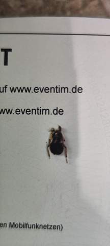 Bild zum Beitrag