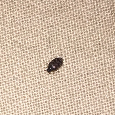 Tier - - (Tiere, Insekten, Kaefer)