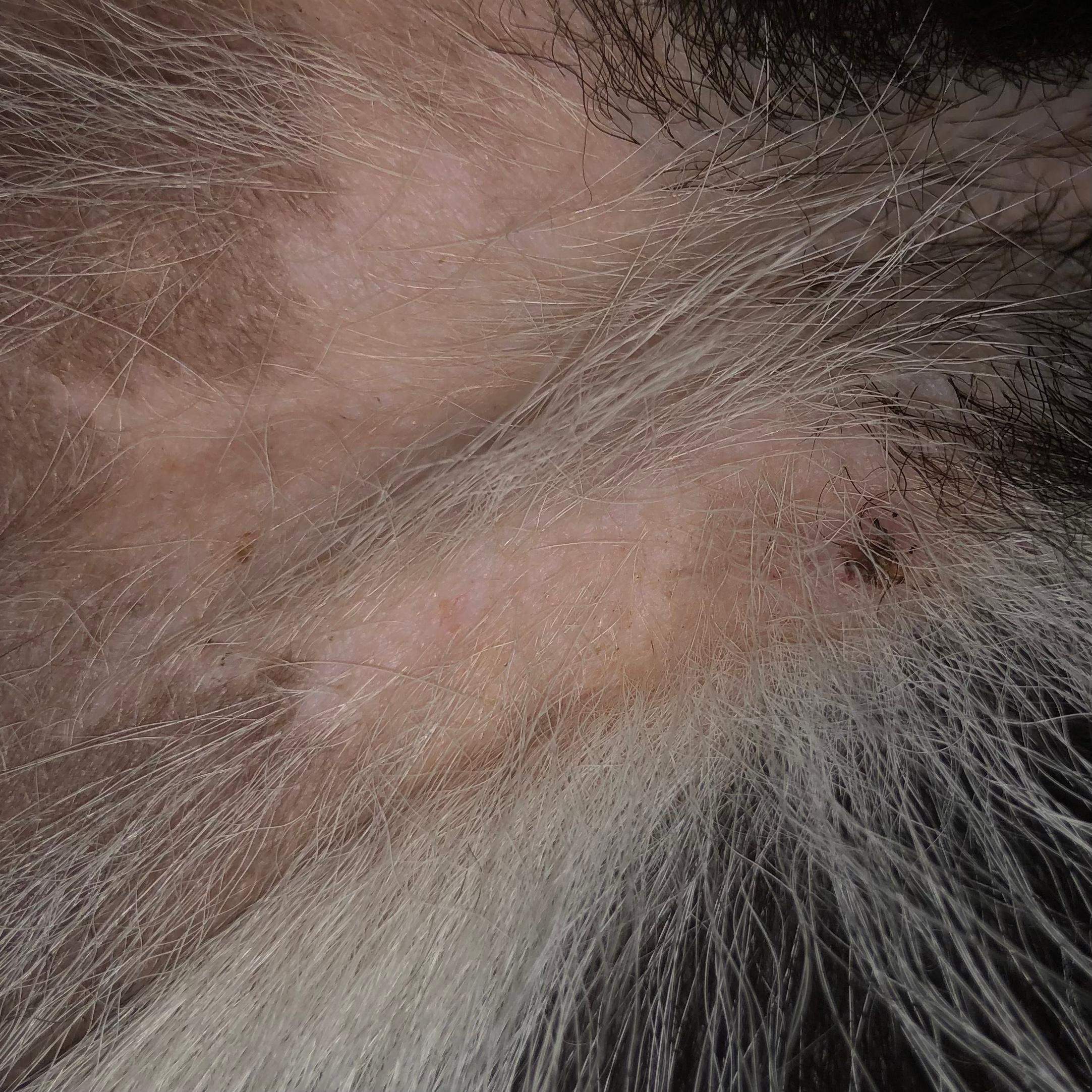 Was könnte das für eine Kruste beim Hund sein? (Gesundheit)