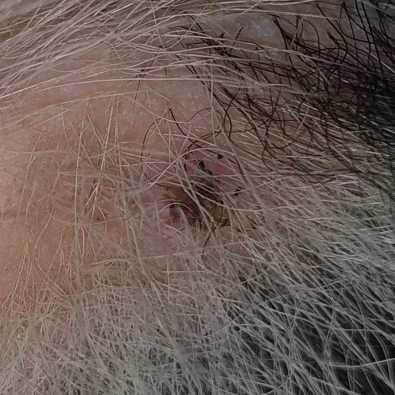 Was könnte das für eine Kruste beim Hund sein? (Gesundheit) Was könnte das für eine Kruste beim Hund sein? (Gesundheit)