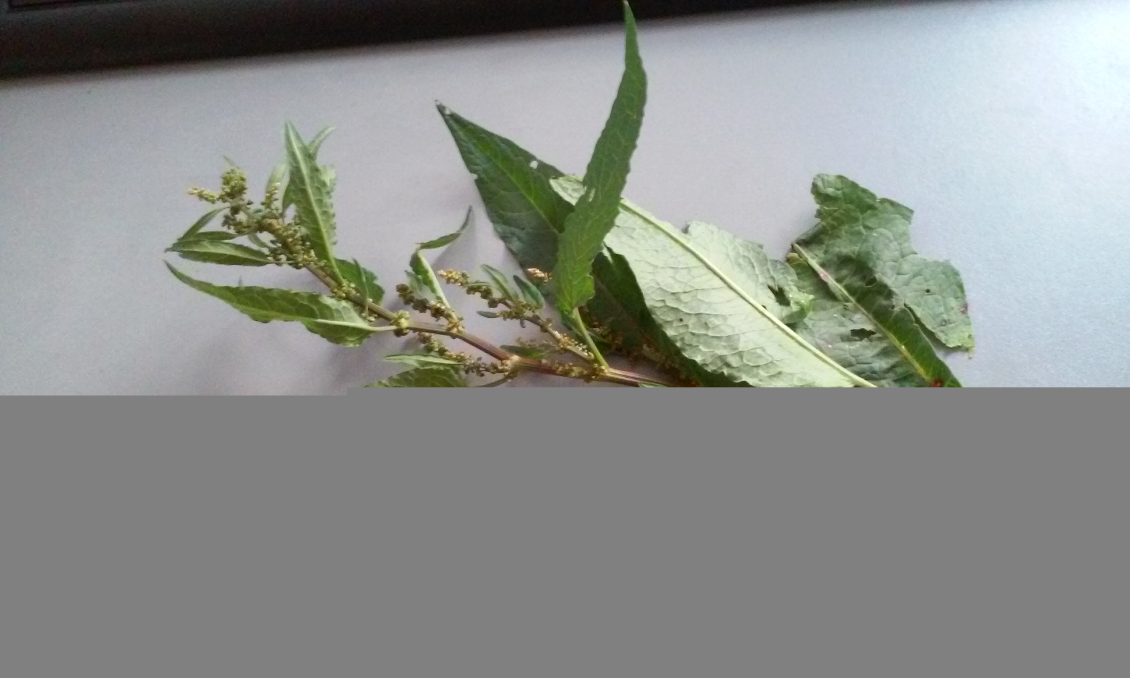 Was könnte das für eine Pflanze sein (Wiesenpflanze)? (essen, Pflanzen)