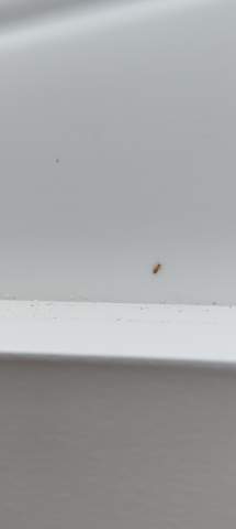 Was könnte das hier für ein Insekt sein?