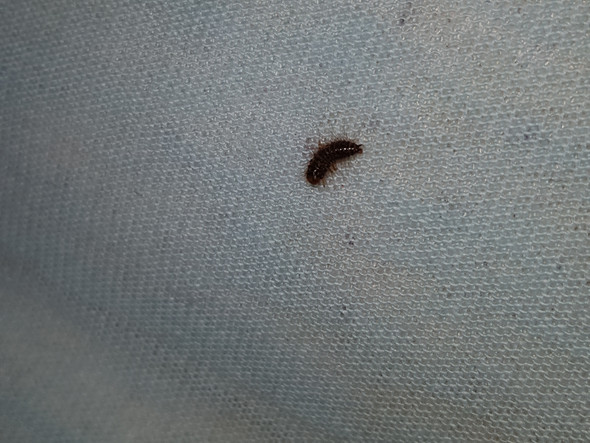 Was Konnte Das Sein Ein Kafer Oder Doch Eine Art Larve Insekten Larven