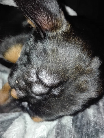 Was Konnte Das Sein Ich Bitte Um Schnelle Antwort Hund Was Konnte Das Sein Ich Bitte Um Schnelle Antwort Hund