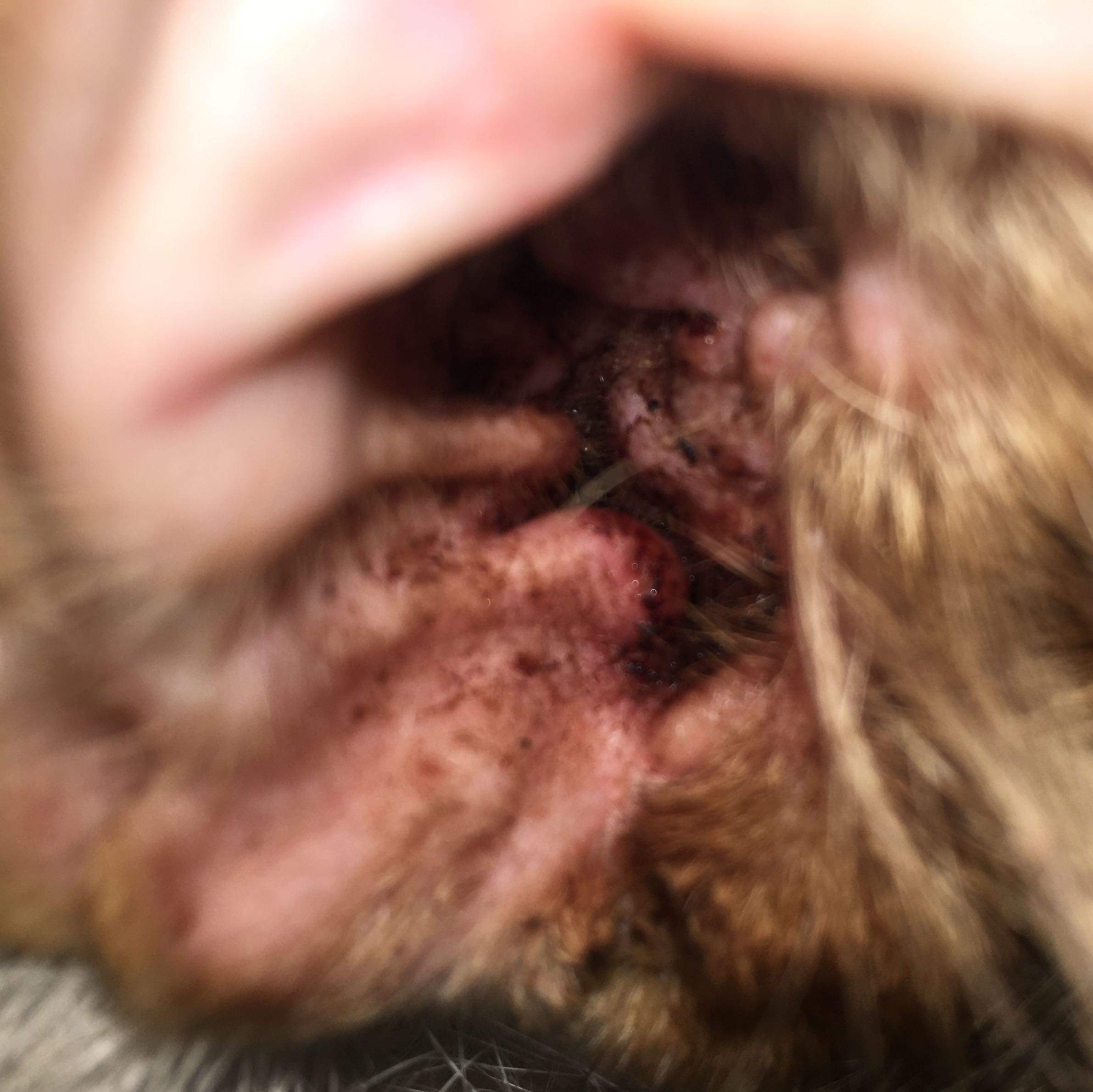 Was könnte das sein im Ohr meines Hundes? (Hund, jucken, kleben)