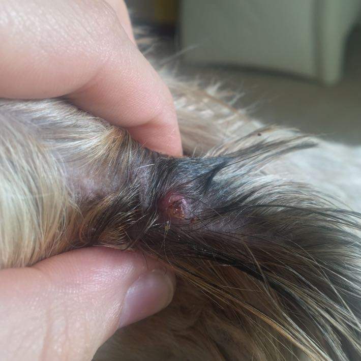 Was könnte das seinx.xx? (Hund, Wunde, Zeckenbiss)