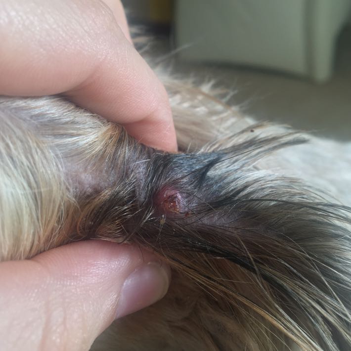 Was könnte das seinx.xx? (Hund, Wunde, Zeckenbiss)